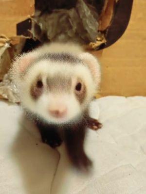 🥲 so adorable #aifilter #CapCut #curlyhairroutine #species #ferret #cutee #animalsreact #animallover 