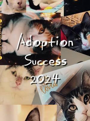 #CapCut #catsoftiktok #fyp #adoptdontshop #cat #kitten #tiktokcats #gotchaday#success #2024 #foryoupage 