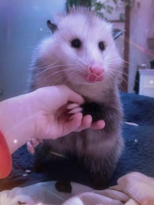 Florence, forever missed #opossum #rip #fyp #possum #opossum #grief #possumtok #griefjourney #opossumsoftiktok #pettok #petstory #possumcore #marsupial 