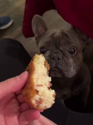 He's an Italian bulldog... And he tried his first rice ball! 🇮🇹🎄 Credit: @MustBeDumbo  . . . . . . . . #frenchies #frenchiebulldoglovers #animalsoftiktok #frenchiesoftiktoks #frenchbulldogs #frenchiepuppylove❤️🐾 #frenchiesoftiktok🐾💕 #frenchiepuppylove❤️ #frenchiebulldoglove #frenchiepuppy❤️ #frenchiebulldoglovers❤ #frenchielifestyle🐶❤️🥰 #frenchiebabyy🥰 #frenchieoftheday 