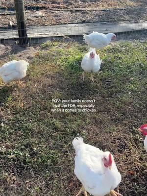 Our freezer is stocked! We have one more batch of meat birds to butcher in a little over a month. I may buy another batch just so we are stocked until next winter. As always, thank you God for giving us this opportunity 🤍 #homestead #homesteading #meatbirds #meatchickens #raisingchickens #chickens #farm #farmtotable 