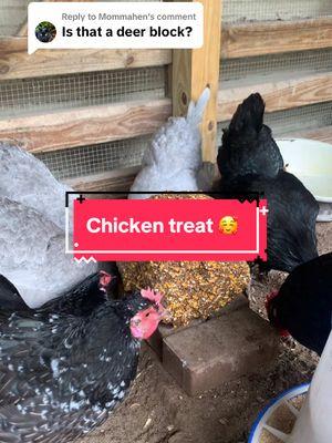 Replying to @Mommahen It is a Kalmbach treat block #treatblock #kalmbachfeeds #chickentreats #chickensoftiktok #chickens #spoiledchickens 