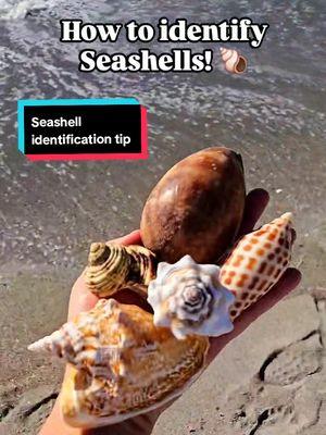 Do you know the names of seashells? 🐚⬇️ . The best way to learn them is through a seashell identification book! 💙 . These are my 3 favorite shell ID books, and I saved my absolute favorite for last ✨️ . Florida shelling is so much more fun when you know what you are looking for and how rare beach finds can be! 🙌🏼 . Be sure to stay tuned because I'll be posting the links in my stories, and follow @theseashellmermaid to learn more about seashells and ethical shelling tips 👀 . Which of these books is your favorite? 😍 Let me know in the comments and ✨️Share✨️ this video if you found this valuable! . . . #seashells #seashellidentification  #floridashelling #collectingseashells #beachcombingfinds #fyp  #shells 