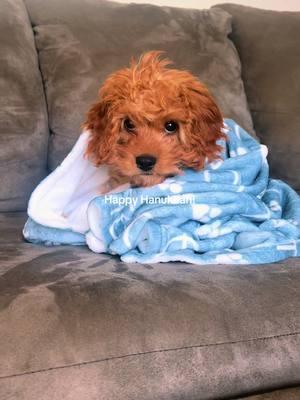 happy hanukkah from T-E-D-D-Y 💙🧸 #cavapoo #cavapoopuppy #puppy #hanukkah #fyp #foryou 