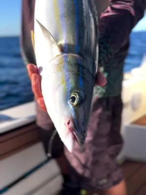 When Rainbow Runners bite Opelu flies 🔥 #fishing #flies #fishingflies #screamahflies #fordascreamahz #hawaiifishing #hanapaa #shorecasters #fish #bottomfishing #uku #papio #moanakali #wekenono #kumu #opelu #akule #menpachi #venturewetsuits #teamventurewetsuits #fishinglife #ilovefishing #fishingreels #catchoftheday  #venturewetsuits #teamventurewetsuits 