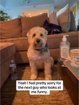 You Better BEWARE If U Look at ME Funny 🐶 #wheatenterrier #dogsoftiktok #comedy #freecomedy 