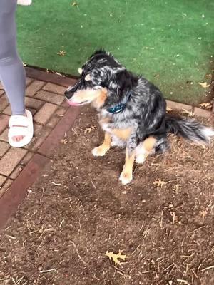 Absolute boo cheet, man #newpuppy #christmaspuppy #puppytok #dogtok #dogsoftiktok #funnydogvideos #talkingdogsoftiktok #fypage #littlebrother #dogtoker #mpesfypgamw 