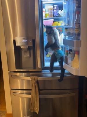 Can someone get me to the fridge!! My reddi is calling #gaitlynrae #fyp #fypシ #animal #pet #animalsoftiktok #monkey #pets #animals 