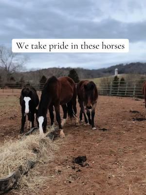 @Hedrick Rodeo Co. 🤎 #fyp #horses #rodeo #horses #hedrickrodeo #ipra #buckinghorses #rodeotime #western #cowgirls #cowboys #colts #filleys #horsesontiktok #rodeolife #farmlife #tennessee #horsesoftiktok 