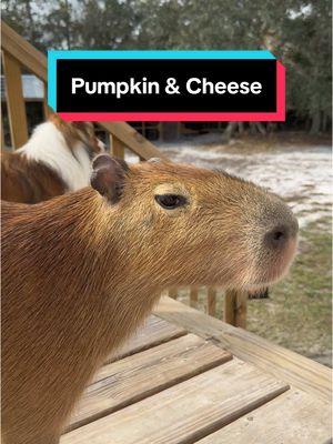 Cheesecake just loves Pumpkin 🎃  Cheesecake the capybara currently still spends her nights inside, and spends most of her day outside with Pumpkin.  We will probably continue having her stay inside until the winter is done since they’re sensitive to cold and Cheesecake is still so much smaller than Pumpkin!  #capybara #capybaras #capybarasofinstagram #cuteanimals #capybaralove #capybaramemes #animals #funnyanimals #cute #funny #capybaralover #capybarawatch #capybarafamily  