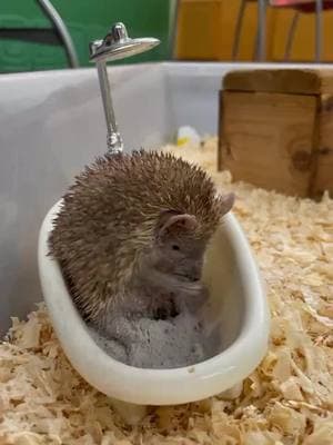 Did you know tenrecs love taking dust baths to keep their fur clean and free of oils! These little creatures, native to Madagascar, use dust instead of water to stay fresh. 🛁 #cincinnatizoo #zookeeper #tenrec #animals 