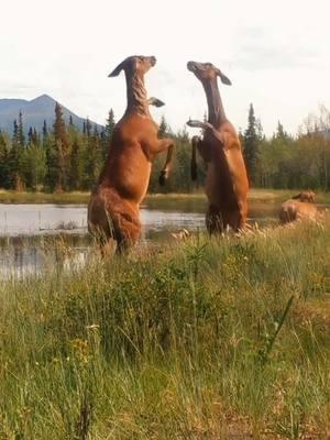 🌾evergreen anodyne decompounding🌾clips sourced from yukon wildlife cams, naturespy, pierre-antoine r, follower mlc_97 on ig, and wild g*psy adventures #trailcam #adriannelenker #fyp 