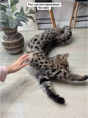 #savannah #f1savannah #savannahcat #foryou #fyp 