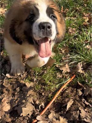 The most dangerous animal on the planet. With sharp teeth and a big hunger for anything in its path.  #puppiesoftiktok #saintbernard #dogsoftiktok #puppy #muddy #thegreatoutdoors #hungry #bigtrouble 