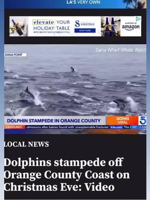 KTLA feature on the Christmas Eve Dolphin Stampede! Link in bio for full story. 🎄✨🐬 @ktla5news #dolphinstampede #danapoint #whalewatching #dolphinandwhalewatchingcapitaloftheworld #ecotourism