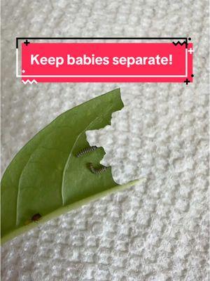 #monarchbutterfly #caterpillars #milkweedformonarchs #butterflytiktok #babies 