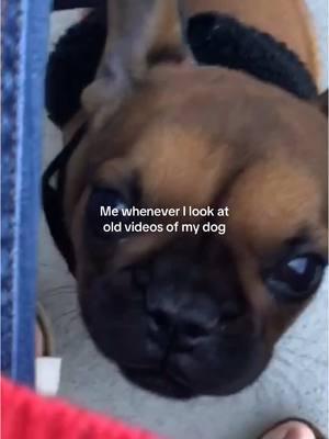 Baby Milo kills me #frenchiesoftiktok #frenchies #frenchbulldog #frenchbulldogpuppy 