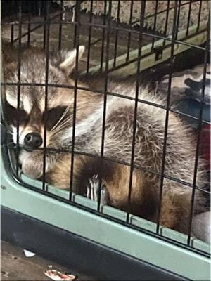 Rainy days mean more snuggles #raccoon #raccoonsoftiktok #raccoons #raccoonlife #raccoontok #raccoonlove #pet #exocticpets #baby #cuddles #rain #rainyday #rainydays #relaxing #cold #sleep #nap #naptime 