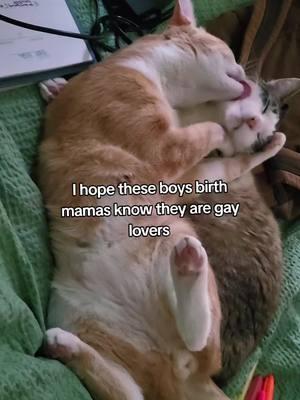 #lgbtq #xyzbca #fyp #cats #catsoftiktok #lgbtqtiktok #couplestiktok #lgbtqcouples 