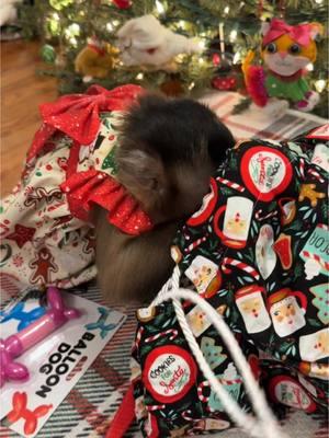 Willow’s stocking time❤️🎄 #willowkate #merrychristmas #stockings #capuchin #monkey #monkeyoftiktok 