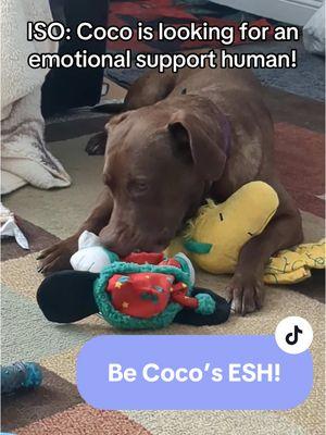 ISO: Coco is in need of an emotional support human! 💜 Adopt this sweet and silly chocolate lab today from the Humane Society of Utah! Learn more at the link in our bio 🐾 #fyp #humanesocietyofutah #adoptabledog #chocolatelab #dogsoftiktok #labsoftiktok #cute #funny #adopt #adoptme 