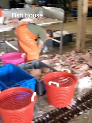 Fish House #fishhouse #fishmarket #fishmonger #cuttingfish #grouper #trending #tiktokfamous #t #video #viraltiktok #viralvideo #v #fyp #fyppppppppppppppppppppppp #fypage #fypシ #foryoupage #captpatsshrimpseafood 