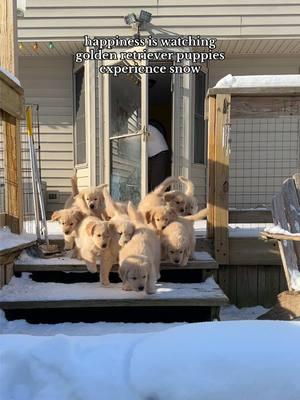 nothing better than these little nuggets!!! #goldenretriever #dogsoftiktok #dogtok #goldenretrieversoftiktok #dogsoftiktokviral #puppiesoftiktok #goldenretrieverpuppies 