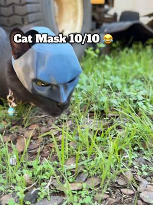 100% for my entertainment 😂 Bat Cat Mask 🦇 🐈‍⬛ #batcatmask #catmask #catmasks #blackcat #funnycats #cattok 