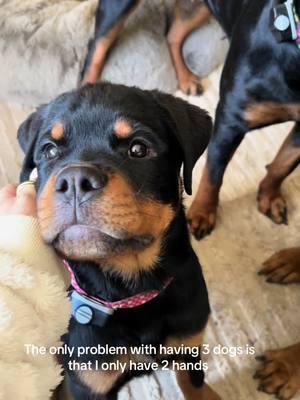 #foryoupage #foryou #rottweiler #rottweilerpuppy #puppy #rottweilersoftiktok #rottweilerlovers #dogsoftiktok #cute #rottweilerlove 