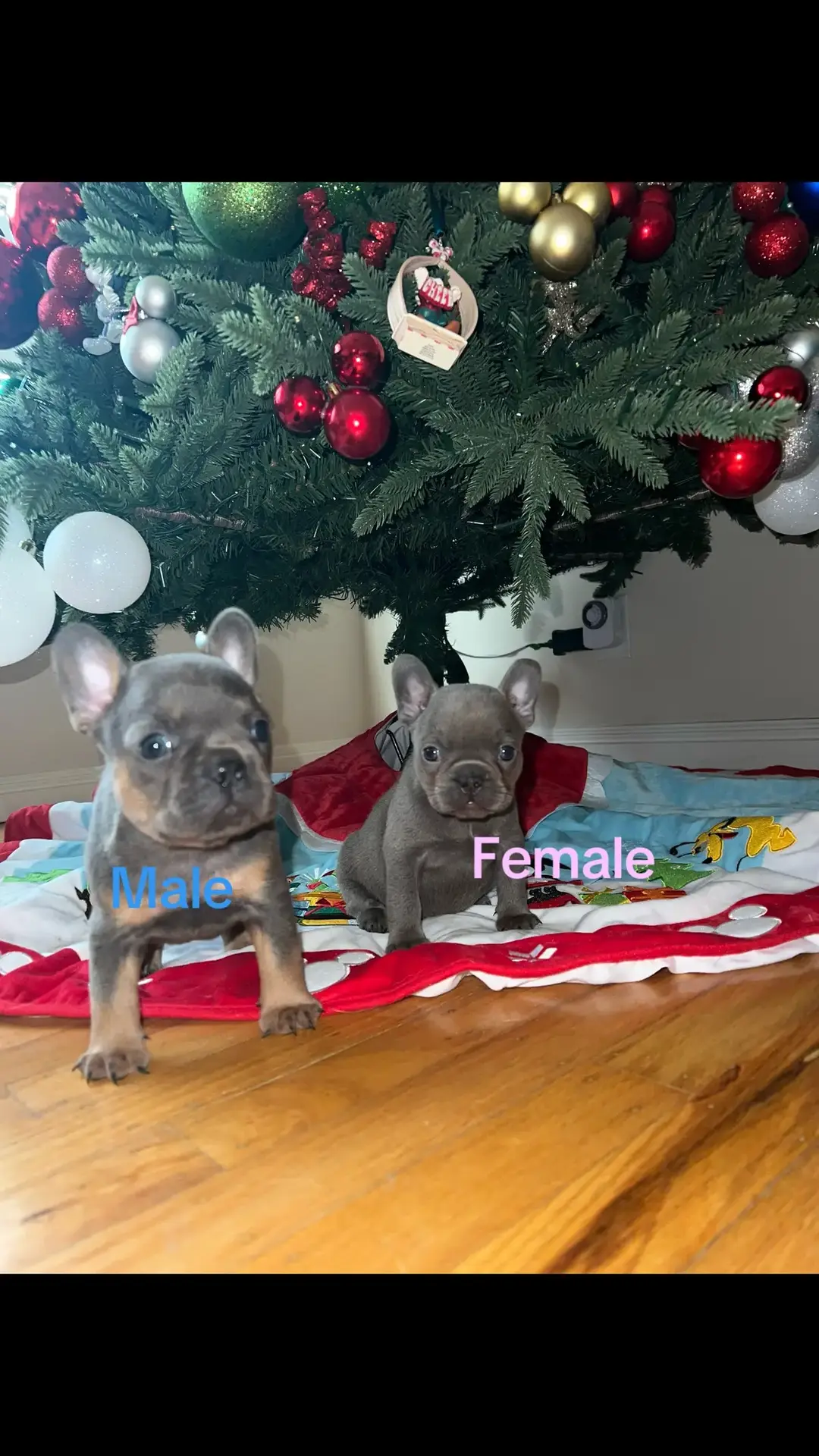 #frenchie #frenchbulldogs #explorer #puppysoftiktok #frenchbulldog #frenchiesoftiktok🐾💕 #exoticpets #frenchbulldogsoftiktok #pup #dogsoftiktok #california #texas #florida #chicago #nyc #puppys 