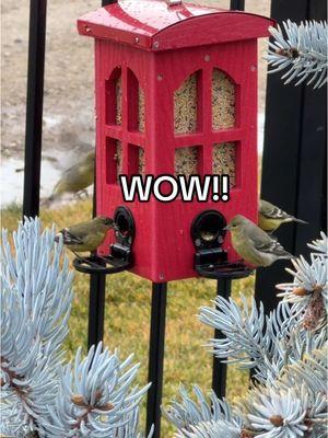 I think it’s safe to say my birdies LOVE this phone booth feeder by @kingsyard_official ❤️ #birdsoftiktok #birds #bird #birdfeeder #nature #petfeeder #finch #birdlover #birdtok #birdwatching #tiktokshopfinds #kingsyard 