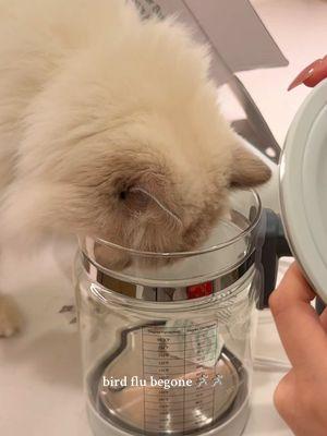 technically a baby bottle warmer- bird flu is NOT touching this household🤺😭😭 i’ll link this exact one in our storefront Ty @Penguinpepperpia for finding this machine  〰️ #catfood #birdflu #catnutrition #catcare #rawfed #rawfedcat #rawfeeding #avianinfluenza #ragdoll #ragdollcat #fyp #catsoftiktok #catsafety #catmom #catmomlife 