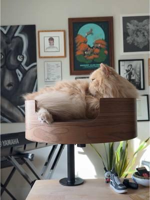 Someone was gifted a new favorite spot! 😻 #persiancat #desknest #ififitsisits 