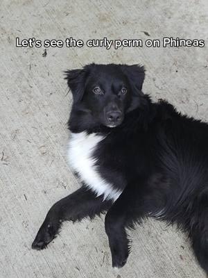 #aifilter #CapCut #curlyperm #curly #curlyhair #australianshepherd #aussiesdoingthings #bicolor #dogsoftiktok #dogs #fyp #trending 