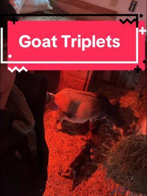 I had my money on Christmas babies, but I’m glad she waited. #babygoats #triplets #nigeriandwarfgoats #dairygoat 