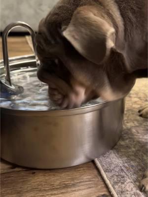 Filtering your dogs water > not 🐶❤️ #puppydog  #dogwater  #dogproducts 