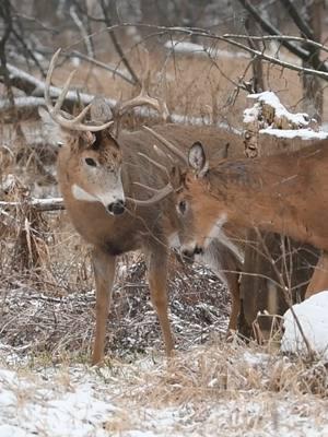 #whitetail #wildlifephotography #antleraddict #bigbuck #outdoorlife #wildlife #whitetaildeer #midwestwhitetail #urbanwildlife #buck #deer #outddoors