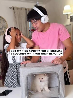 Oh just teenager thangs. 🫠 #pomeranian #pomeranianpuppy #christmassurprise #surprise #andthenigoandspoilitall @Mung Bean the Pomeranian 