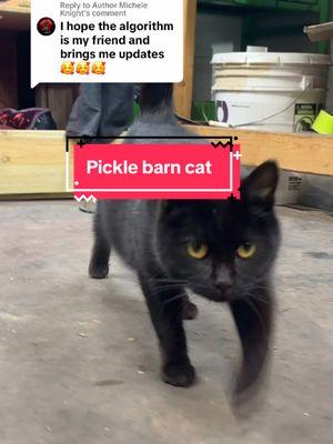 Replying to @Author Michele Knight #cat #kittens #catdistributionsystem #picklebarncat #pickle #farm #problems #newcatwhodis #whoshorseisthat #catsoftiktok #black #cat #farmcat #barncat 