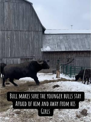 Winter time means our three groups are in pretty close quarters: moms and babies with breeding bull, yearlings, and bulls (some for meat, some for live sale, and some for future breeding). Somehow two electric lines keep our 2000+lb bull from getting too aggressive. #waterbuffalo #farm #fyp #farmlife #farmanimals #newyork #dairy #foryoupage #ranchlife #asianwaterbuffalo #waterbuffalodairy 