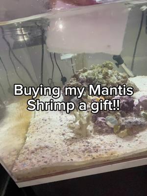 W gift #mantisshrimp #animals #exoticpets #fish 