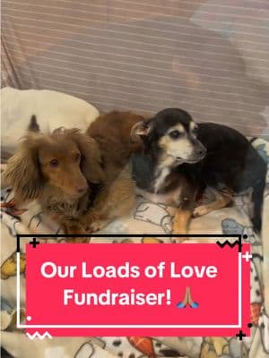 Today we NEED your help! Our washer and dryer are on their last leg and we are in desperate need of a new set. Please use the link in our bio to support our new fundraiser! 🙏🏽🥺 #rescue #dogsoftiktok #seniordog #fyp #rescuedog #seniordogsoftiktok #dogrescue #wwsds #dogtok #seniordogrescue#adoptdontshop