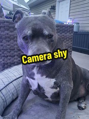 #CapCut  #dogsoftiktok #dogs #dogtok  #seniorpup #merrychristmas   #friends  #nala #cute  #angel  #petsarefamily #tired  #dogvideo #pitbull #friday  #bullybreed #bestie  #pitbullsoftiktok  #furbaby #sosweet  #furbabylove #dogmom @jamesjobe35   dog video if you are a dog lover dogs that sleep my soul dog poem Dog Talking Dog TikTok Trends funny dog videos