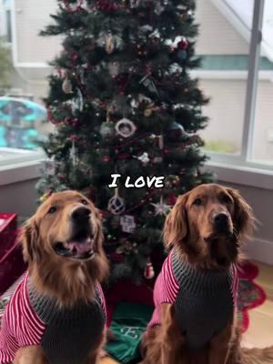 I love my bestie Gus♥️🐾 #DogParents #teenagedog #puppyblues #enrichmentfordogs #dogpark #fieldgolden #dogtoysoftiktok #dogtoysoftiktok #puppydog #newyear #redgoldenretriever #dogchristmas 