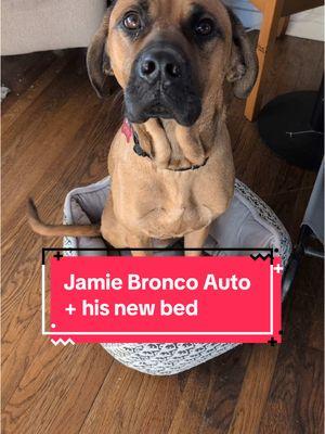 If he fits, he sits. There are bigger beds in the house, but Jamie really likes this one.  His full name on the “Adoptable Dogs” page of our website is Jamie Bronco Auto. Reminder: You do NOT need to own your own home, live in a single family home, or have a yard or fence to adopt or foster with us! Residents of Massachusetts can foster with us and residents of #Massachusetts #NewHampshire #RhodeIsland #Connecticut & #Vermont can adopt with us! If your state is not listed, please check out your local shelters and rescues! #fosterdog #rescuedog #adoptable #adopt #rescue #foster #grateful #ififitsisits #gratefuldog #bigdog 