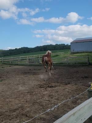 Dillion the big booooyyy!!! #horses #Belgian #quarterhorse #farmlife 