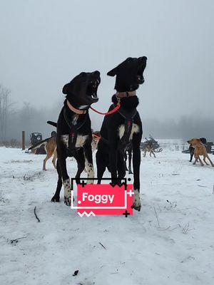 The dogs ran on a soft and warm trail through the fog this morning. Rain hasn't hit us hard yet but it's coming. Unfortunately we had to cancel rides for tomorrow but have our fingers crossed for Sunday after the temps drop. A family from Colombia 🇨🇴 enjoyed their time at the kennel though. We love making ppl smile 😁  #bucketlist #mushing #dogsledding #alaskanhusky #sleddog #workingdog #workingdogs #endurancekennels #bucketlist #cooldown #deer 