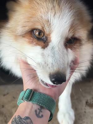 KitKat fox would once again like to squeak to the manager..  #clevyrkitkat is sponsored by Nanette B #marblefox  🔆 Clevyr Creatures is a 501(c)(3) non-profit domestic fox sanctuary. All donations are tax deductible. EIN 99-0469439 🔅Ways to donate:  https://clevyrcreatures.com/pages/how-can-you-help 🔅 Sponsor a Fox: https://clevyrcreatures.com/pages/sponsor GiveButter:  https://givebutter.com/j6ki7X 🔅Venmo: @ClevyrCreaturesFoxSanctuary 🔅PayPal: @Clevyr 🔅Cashapp: $ClevyrCreatures 🔅Mailed donations:  Clevyr Creatures Fox Sanctuary 429318 state highway 3 Unit 97 Rattan Oklahoma 74562  🔆 We are completely dependent on the public for donations to do what we do here! If you cannot donate, please interact! Leave comments, like, and share our posts!  #clevyrfoxes #fox #foxes #petfox #redfox #foxrescue #foxsounds 