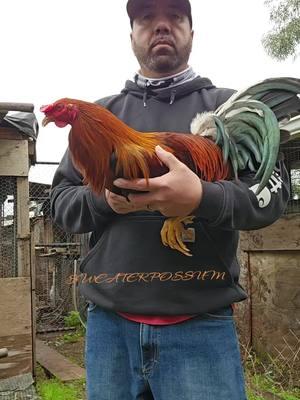 #jlsweaters #gamefowl #backyardbreeders #gallosworld #gallosweater #gallero 