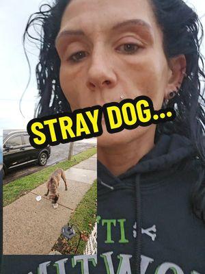 hey took off out of my yard ... #lostdog #straydog #irresponsible #dogwarden #humanesociety #flawlessstorytime #universe #🐰🕳️ #lostpet 